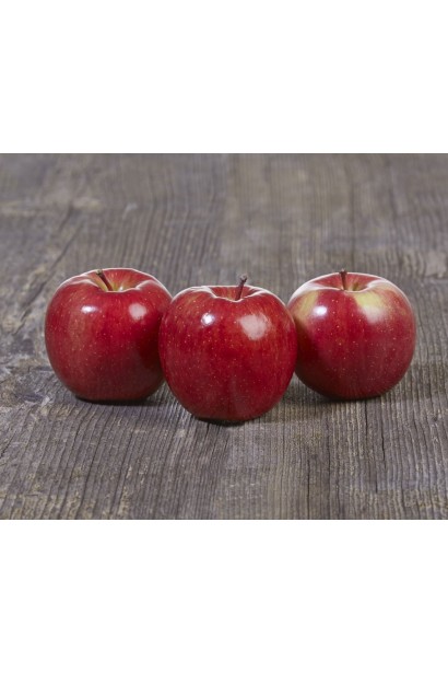 Яблуня Фуджі Фубракс дерево